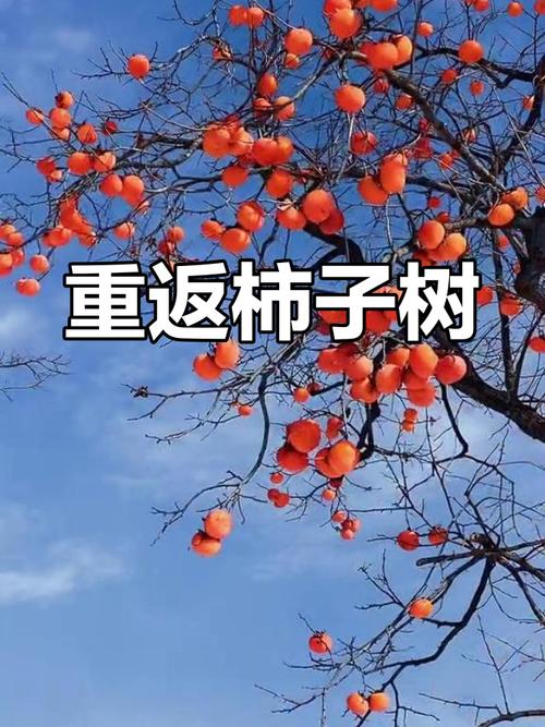 柿子末：舌尖上的一抹甜香与生活记忆