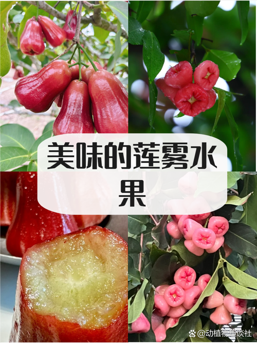莲雾末：热带风情的味蕾奇遇