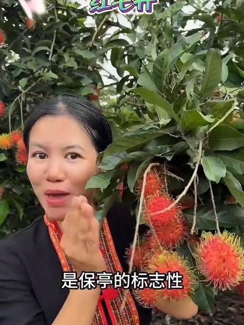 探秘红毛丹：从果实到末粉的奇妙之旅