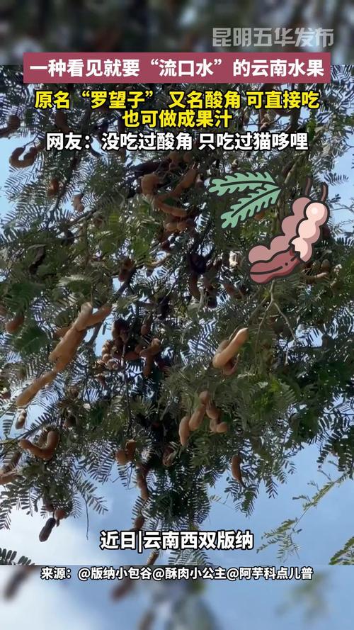 详细阅读:酸角干的奥秘:从自然馈赠到多元魅力 酸角干的奥秘:从自然馈赠到多元魅力