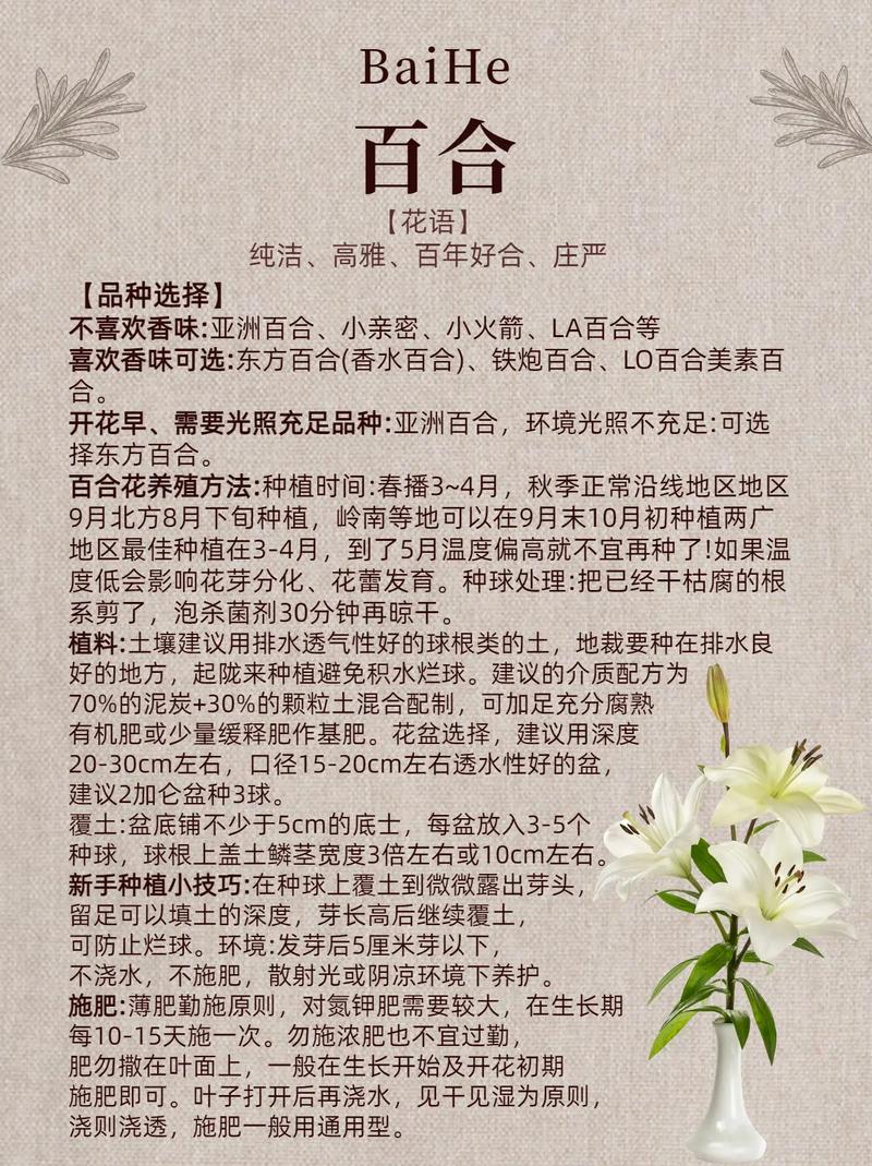 百合种植：从选种到花开的全程指南