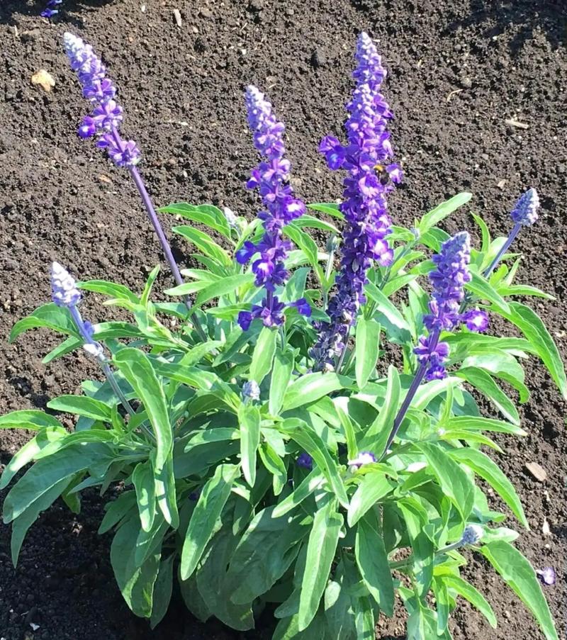 鼠尾草茶：古老草本的芬芳馈赠
