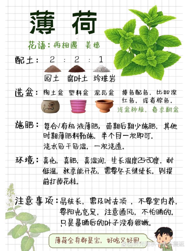 薄荷种植全攻略：从播种到收获，打造清凉绿意