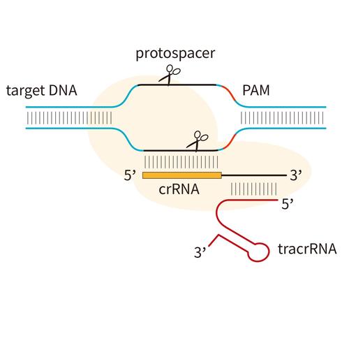 CRISPR-Cas9：基因编辑的精准“魔剪”