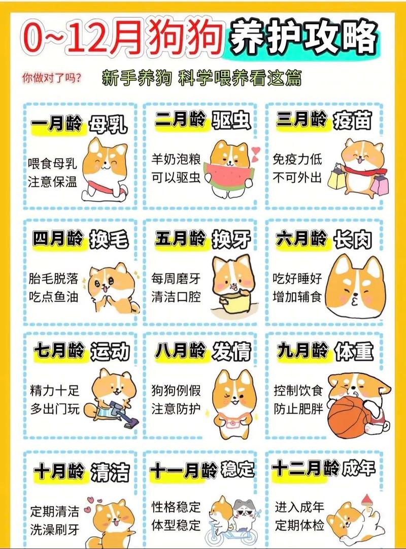 狗狗日常护理全攻略：打造健康快乐毛孩子