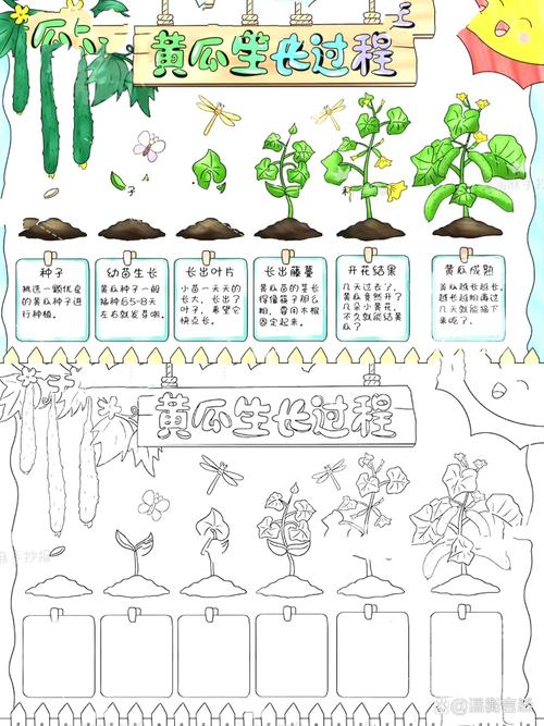黄瓜：从田间到餐桌的奇妙旅程