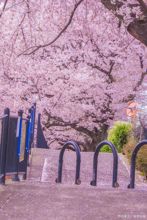 京都樱花季旅游：一场浪漫的粉色盛宴
