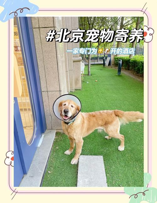 宠物寄养：安心之选，让您的爱宠在您不在时也能享受家的温暖