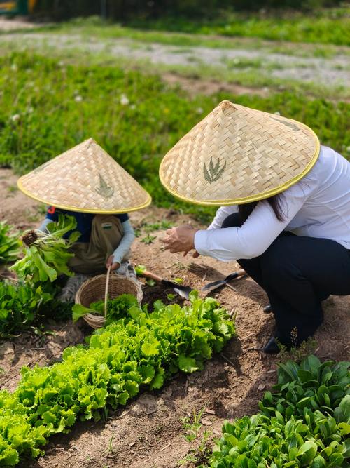 有机米粉：从田间到餐桌的绿色滋养