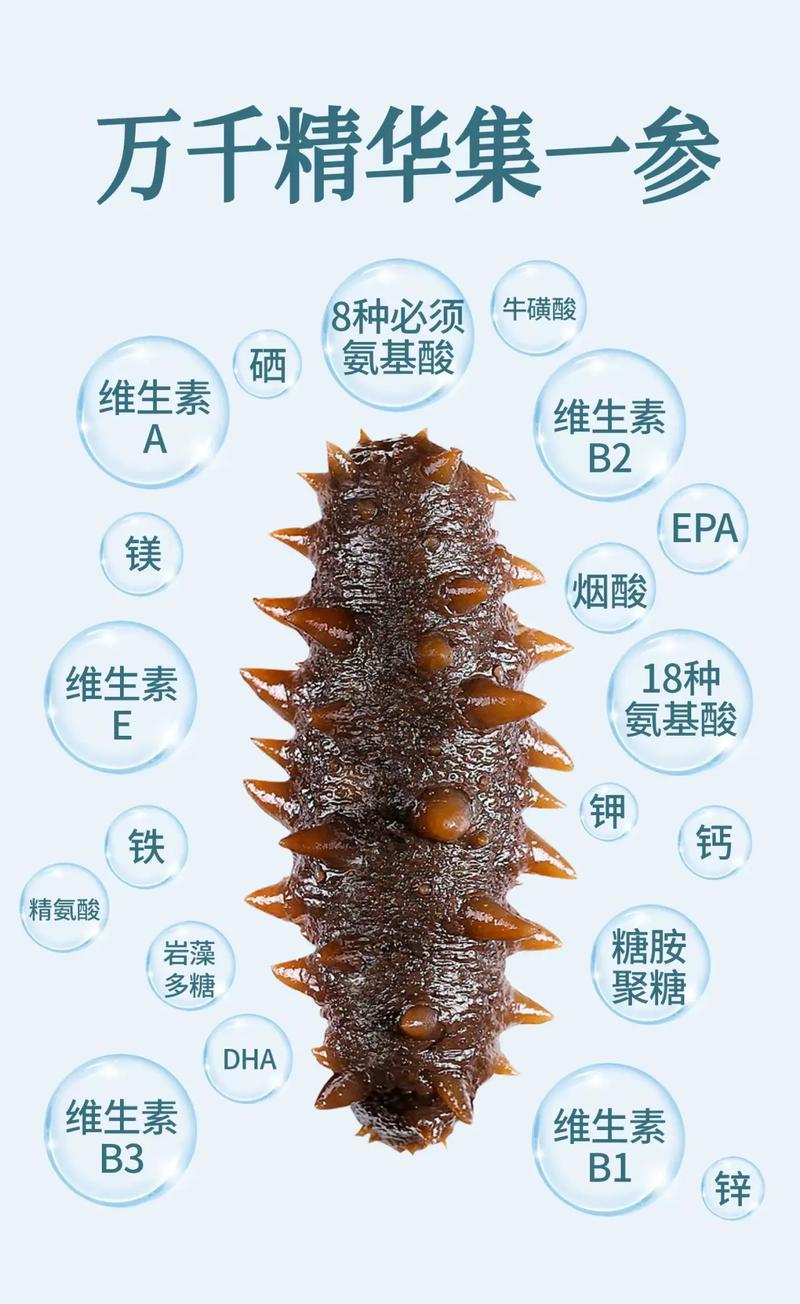 海参养生功效全解析：海洋珍品，健康宝藏