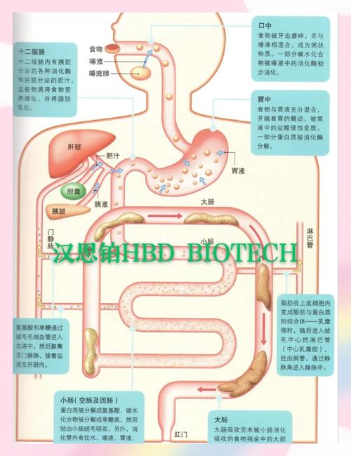 食物消化吸收速度：身体与营养的奇妙交响曲