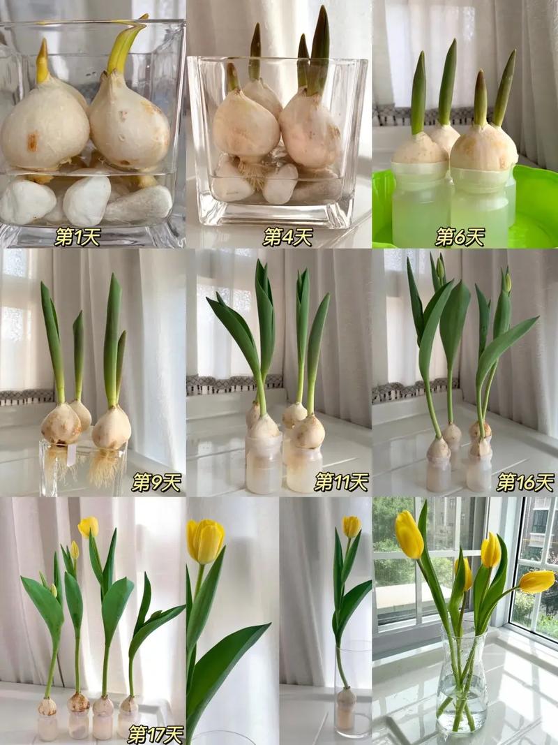 郁金香的种植方法与养护要点