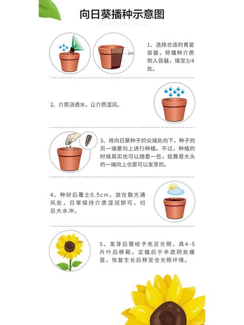 向日葵种植：从播种到收获的全面指南