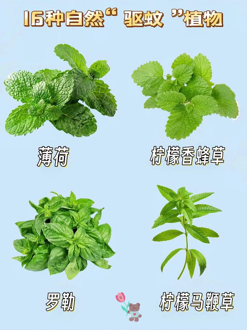 详细阅读:驱蚊植物:天然的防虫卫士 驱蚊植物:天然的防虫卫士