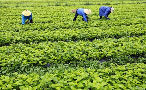 薄荷种植全攻略：从入门到精通，打造你的绿色香料园