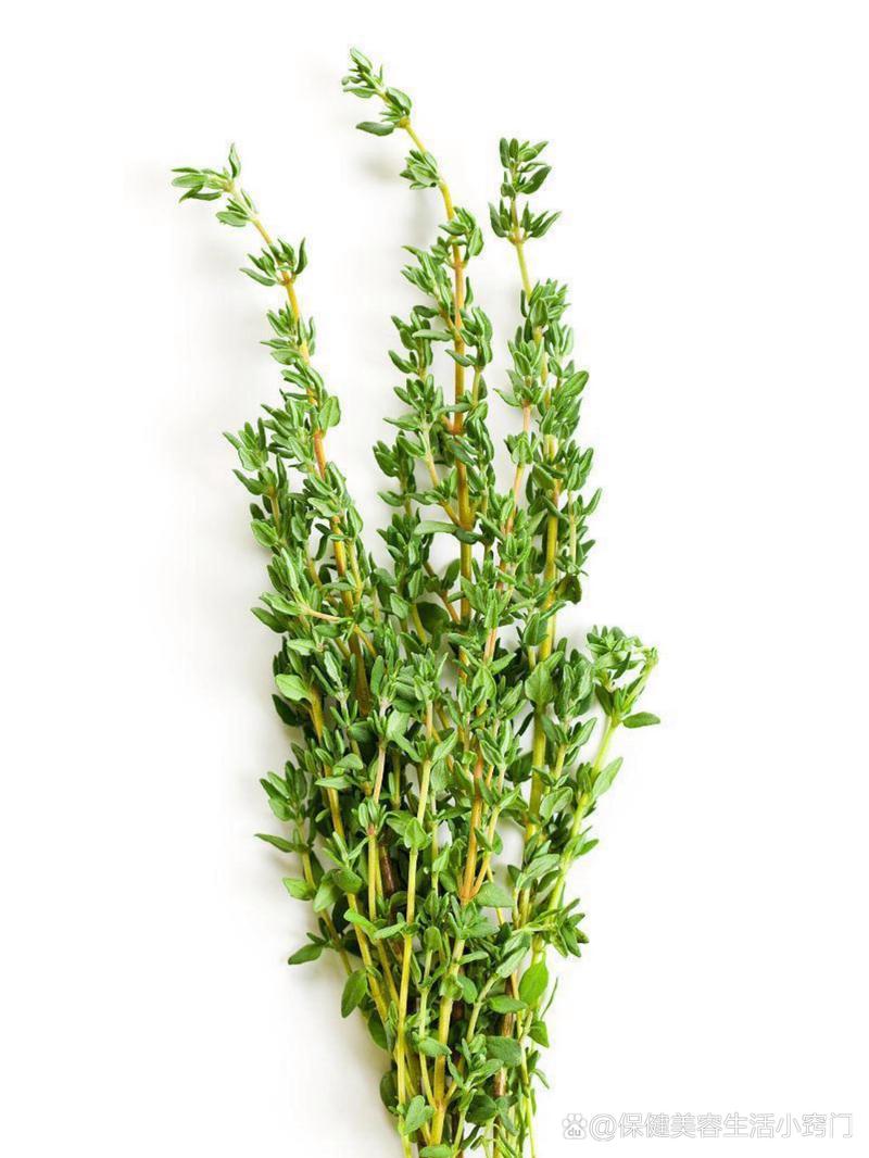百里香：自然馈赠的神奇香草