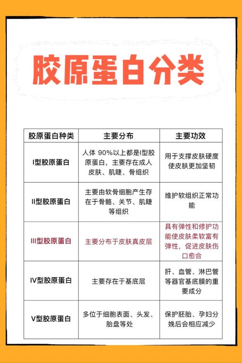 胶原蛋白：从结构到应用的全方位解析
