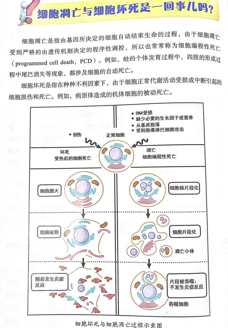 细胞凋亡：生命之舞的终章与新篇章