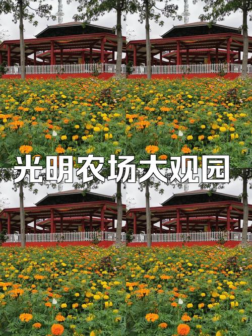 光明农场大观园：都市田园的梦幻之旅