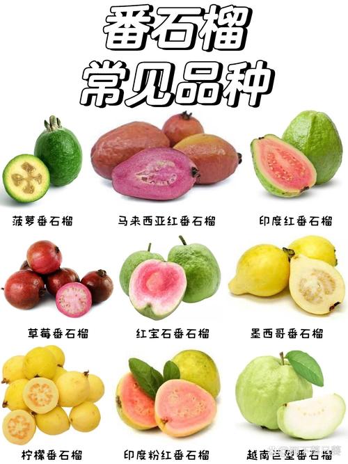 番石榴醋：酸甜可口的健康之选