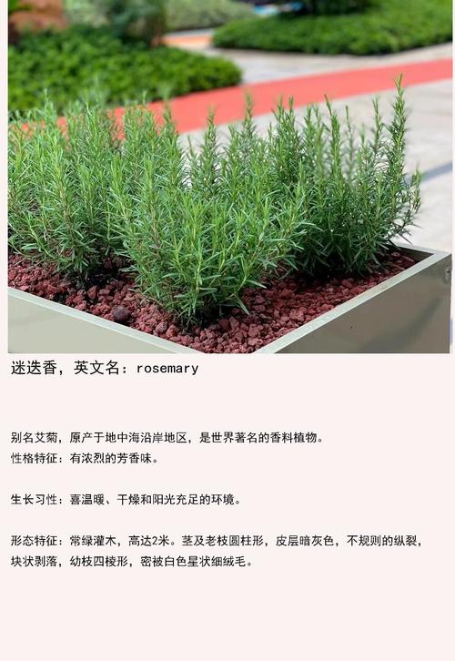 迷迭香茶：芬芳中的健康密码