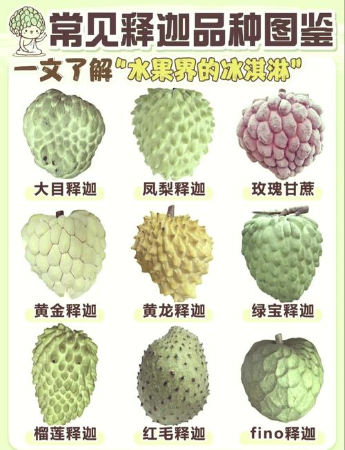 番荔枝茶：热带水果与茶的奇妙邂逅