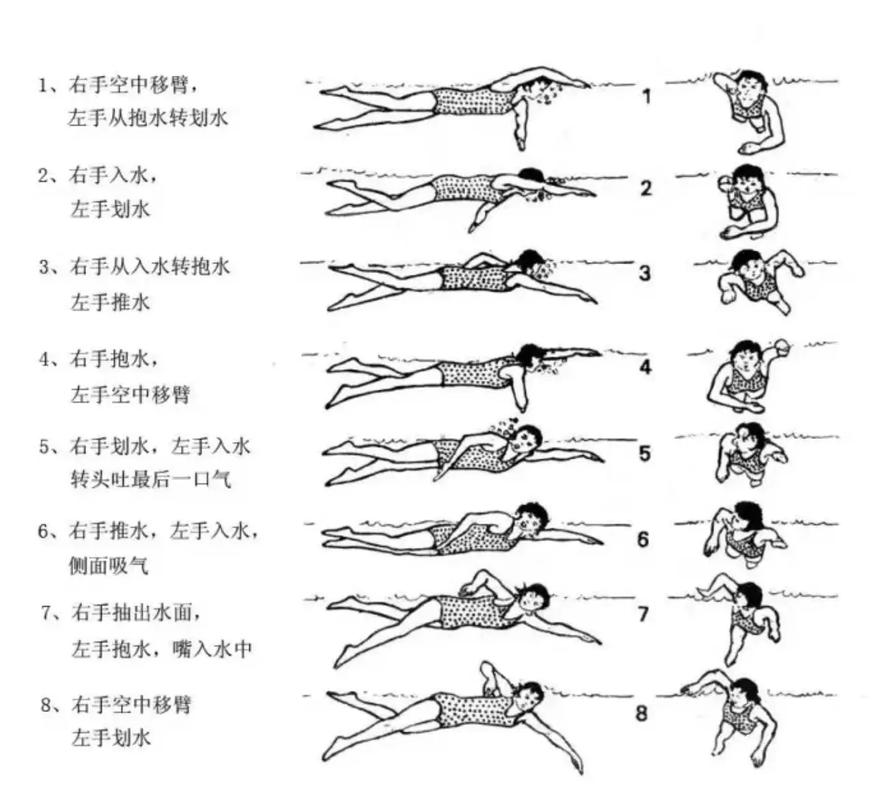 自由泳训练全攻略：从入门到进阶的科学方法