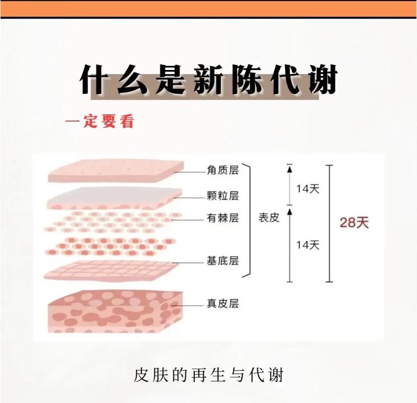 肌肤新陈代谢：生命律动的微观奥秘与肌肤护理新视角