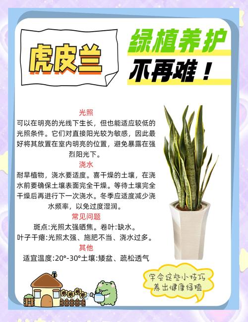 虎皮兰养护全攻略：轻松养出茂盛绿植