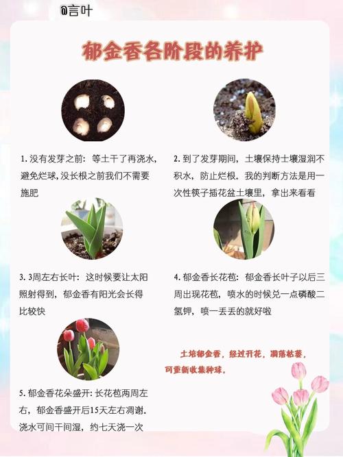 郁金香种植：从选种到养护的全面指南
