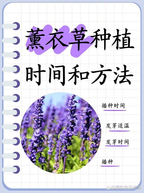 详细阅读:薰衣草的种植方法详解 薰衣草的种植方法详解
