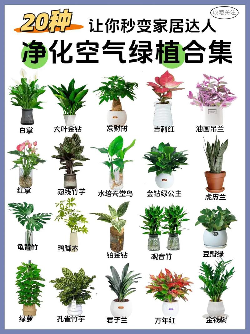 绿植守护，净享清新——家庭绿植净化空气全攻略