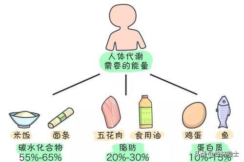 食物热量控制：健康生活的精准平衡之道