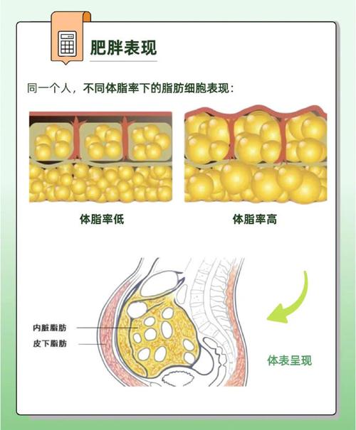 详细阅读:脂肪:人体能量储存与代谢的奇妙物质 脂肪:人体能量储存与代谢的奇妙物质