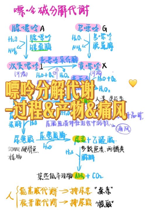 尿酸：嘌呤代谢的终末产物及其影响