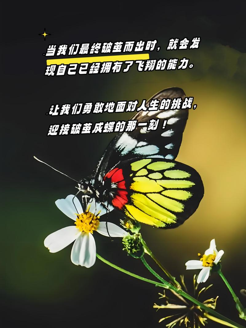 详细阅读:自信的顽强:破茧成蝶,绽放华彩 自信的顽强:破茧成蝶,绽放华彩