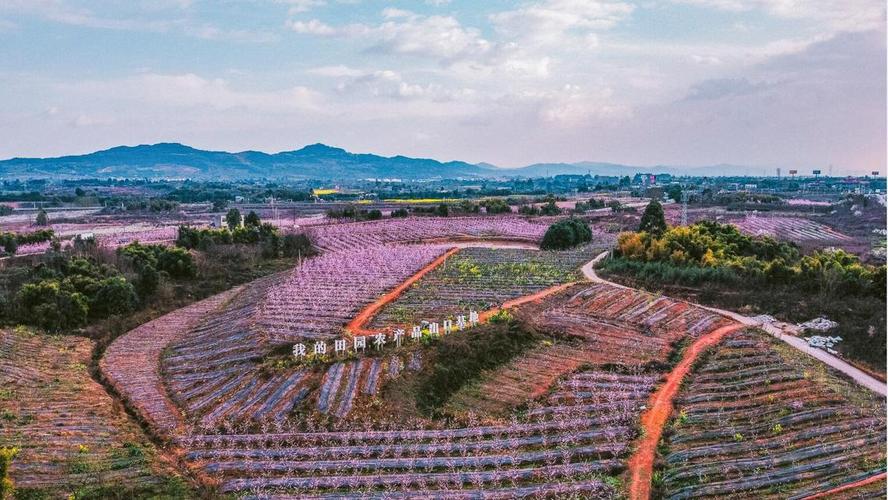 详细阅读:我的田园:青白江区福洪镇的创新实践 我的田园:青白江区福洪镇的创新实践
