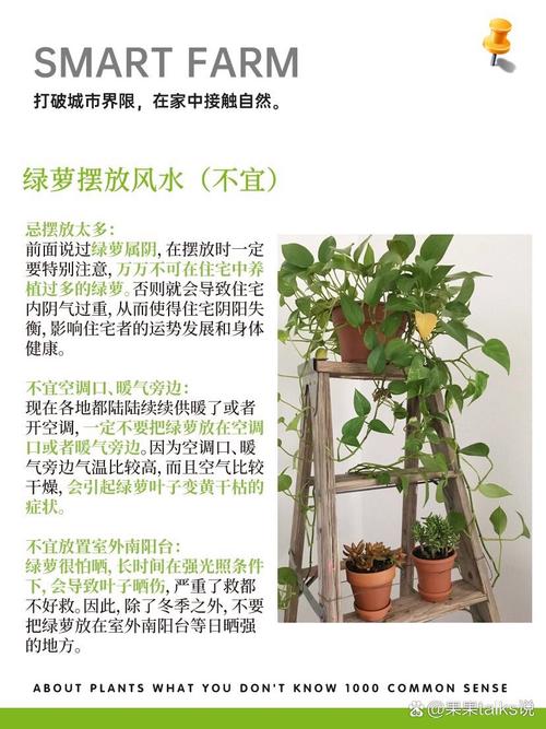 详细阅读:绿萝养护全攻略:让绿萝在家中茁壮成长 绿萝养护全攻略:让绿萝在家中茁壮成长