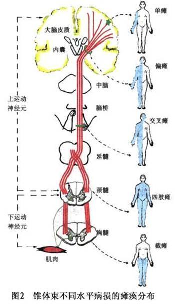 详细阅读:运动与神经系统健康的“亲密”关系 运动与神经系统健康的“亲密”关系