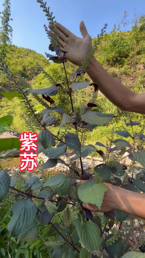 详细阅读:探秘紫苏末:古老草药的现代魅力 探秘紫苏末:古老草药的现代魅力
