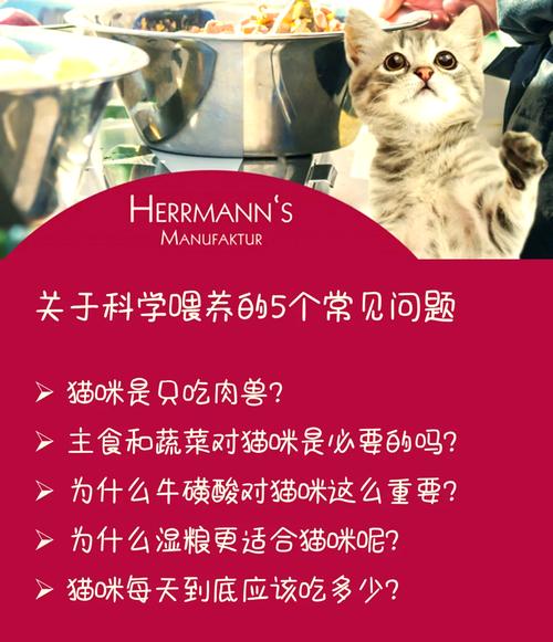 宠物喂养的科学之道：为毛孩子打造健康生活