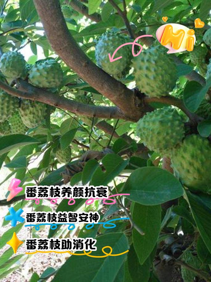 番荔枝干的奇妙世界：探寻其独特魅力与多元价值