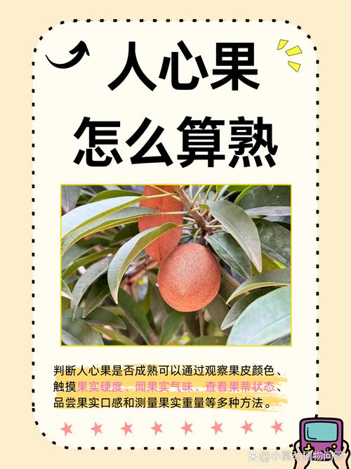 探秘人心果醋：独特魅力与多元价值