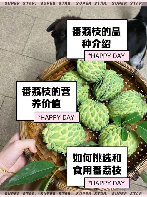 番荔枝茶：独特风味背后的自然馈赠