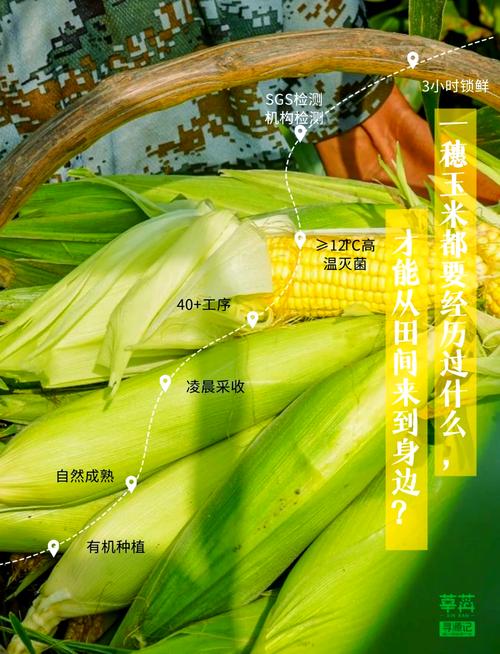 详细阅读:玉米:从田间到餐桌的奇妙之旅 玉米:从田间到餐桌的奇妙之旅