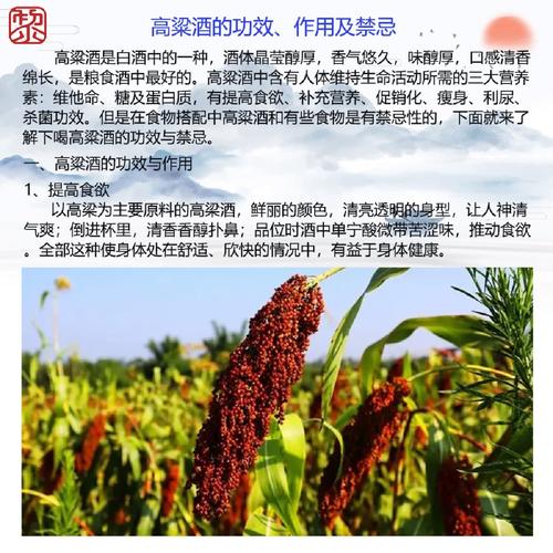 详细阅读:高粱:岁月沉淀的醇厚传奇 高粱:岁月沉淀的醇厚传奇