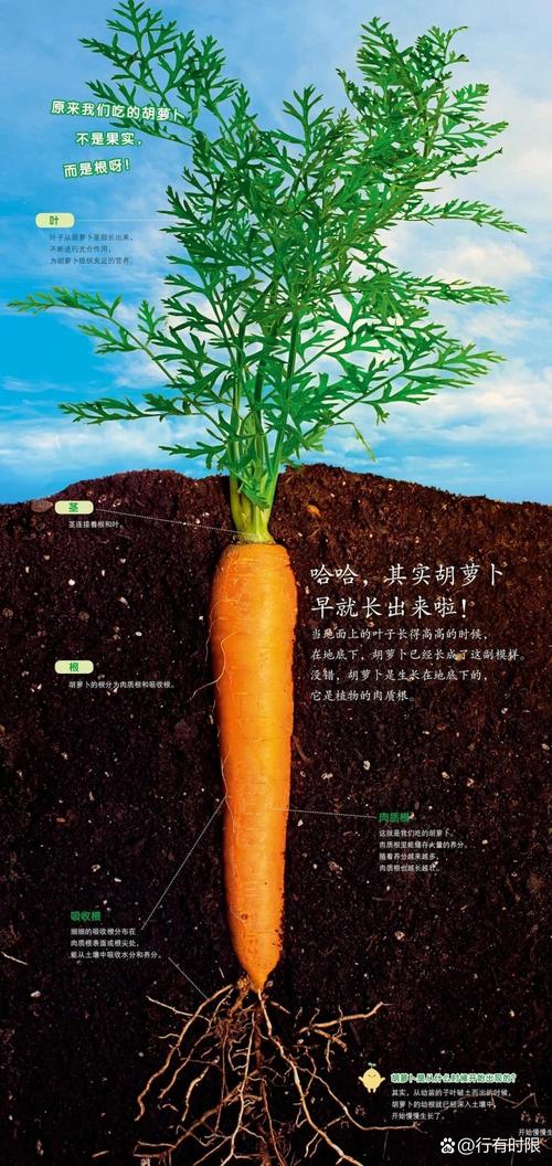 详细阅读:胡萝卜:大自然馈赠的奇妙之根 胡萝卜:大自然馈赠的奇妙之根