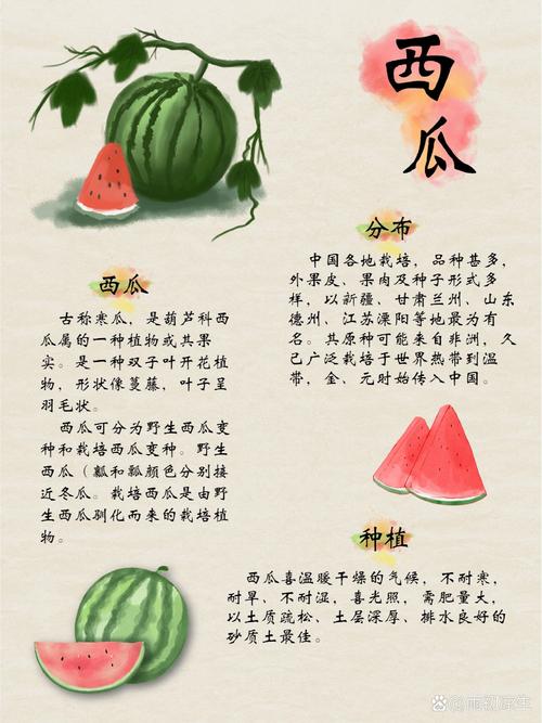 西瓜：盛夏的清凉使者与文化符号