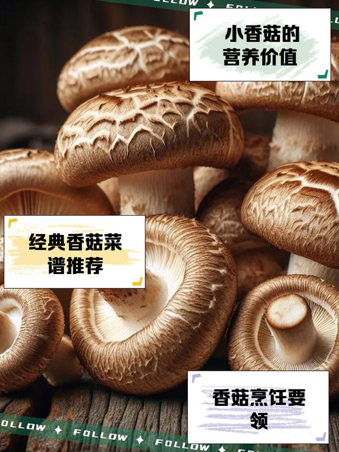 香菇：菌中瑰宝，舌尖与生活的精彩交织