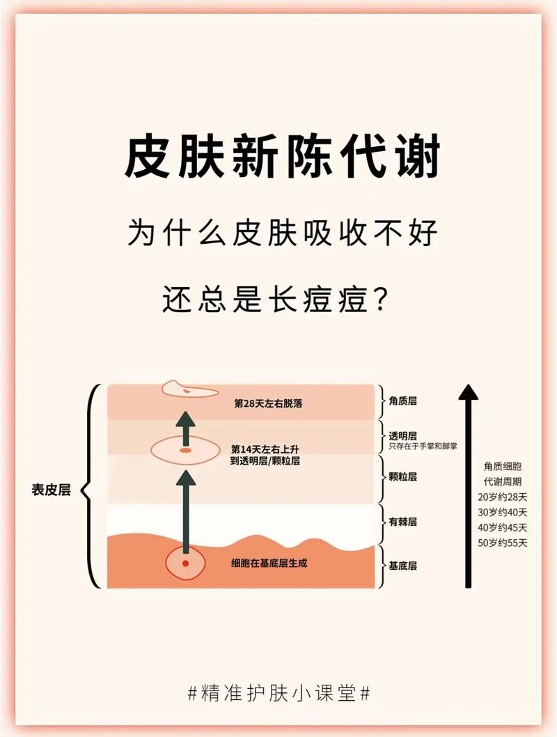 身体肌肤新陈代谢：生命的律动与肌肤的焕新密码